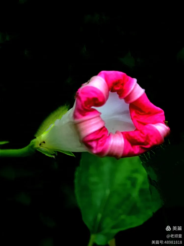 一朵牵牛花的花苞,悬在一根细长的藤上,迎着微风轻轻摆动,在阳光的